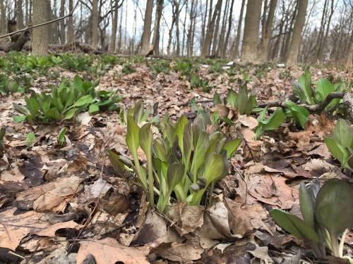 Green plants emerging from the ground among fallen leaves in a wooded area. Trees are visible in the background.