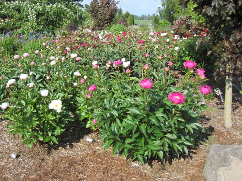 A vibrant garden filled with blooming pink and white peonies surrounded by lush green foliage.