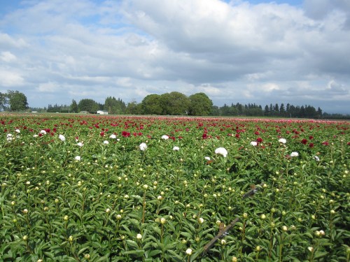 A vibrant field of peonies in red, white, and pink under a cloudy sky, with trees in the background.