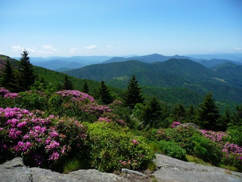 A scenic mountain view with vibrant pink flowers in the foreground and rolling green hills under a clear blue sky.