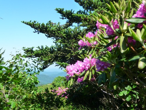 A vibrant scene of pink flowers and green foliage against a clear blue sky and distant mountains.