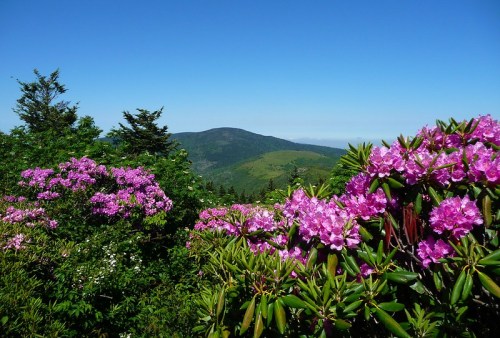 Vibrant pink rhododendrons in bloom with a lush green mountain backdrop under a clear blue sky.