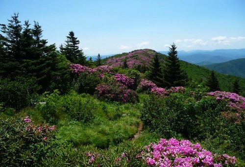 A vibrant landscape featuring lush green hills and blooming pink rhododendrons under a clear blue sky.