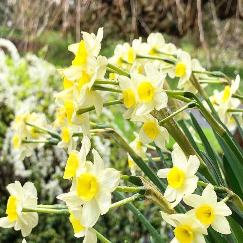 A cluster of delicate yellow daffodils with bright yellow centers, set against a blurred green background.