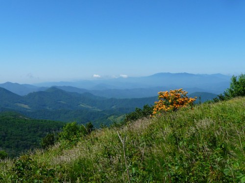 A vibrant orange tree stands on a grassy hillside, overlooking a misty mountain range under a clear blue sky.