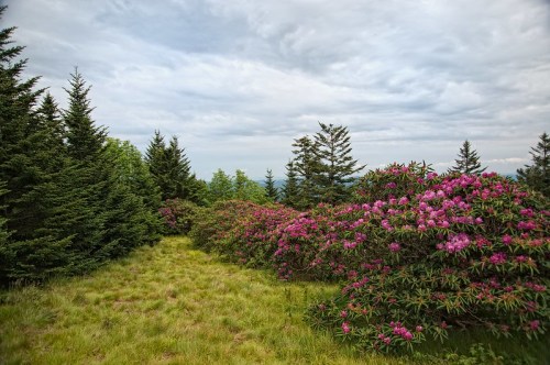 A lush landscape featuring vibrant pink rhododendron bushes and evergreen trees under a cloudy sky.