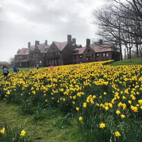 A field of vibrant yellow daffodils in front of a large, historic building under a cloudy sky.