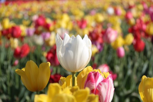 A vibrant field of tulips in various colors, featuring a prominent white tulip among yellow and pink blooms.