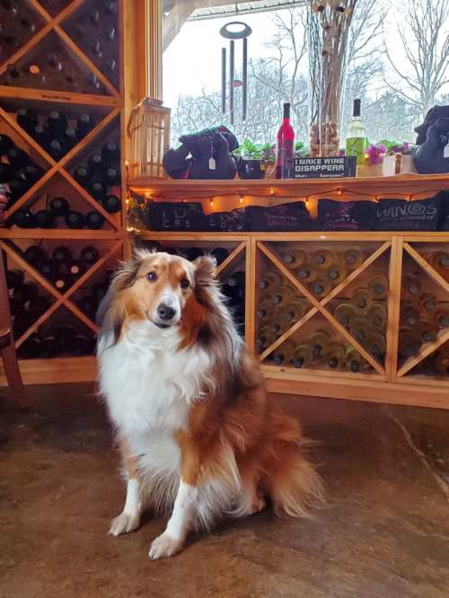 A fluffy dog sits in a cozy wine cellar, surrounded by wine bottles and a window with a view.