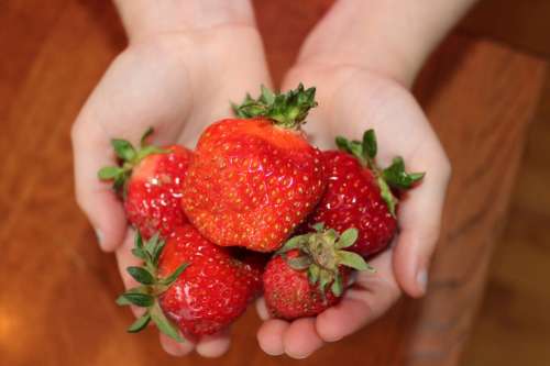A pair of hands holding several ripe, red strawberries with green leaves on a wooden surface.