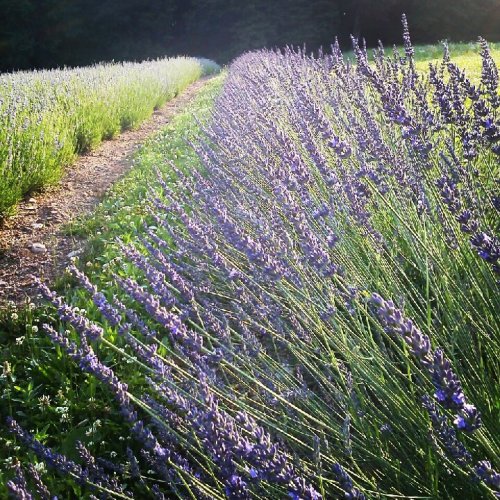 A serene lavender field with rows of vibrant purple flowers swaying gently in the breeze under soft sunlight.