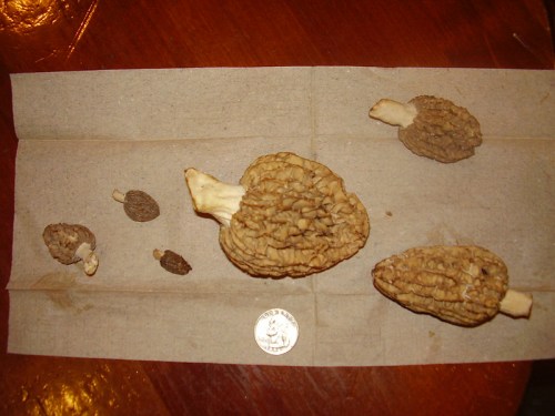 Five morel mushrooms of varying sizes displayed on a piece of paper, with a quarter for scale.