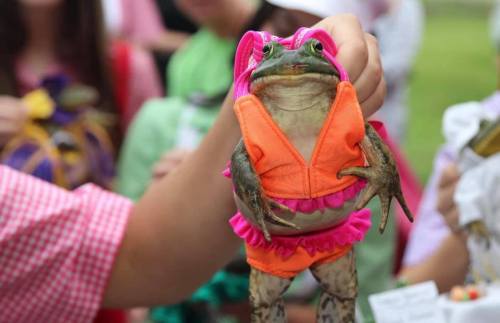 A frog dressed in a colorful swimsuit, held by a person among a crowd at an outdoor event.