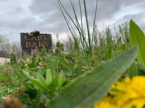 A close-up view of grass and wildflowers with a sign reading "CART BARN" in the background under a cloudy sky.