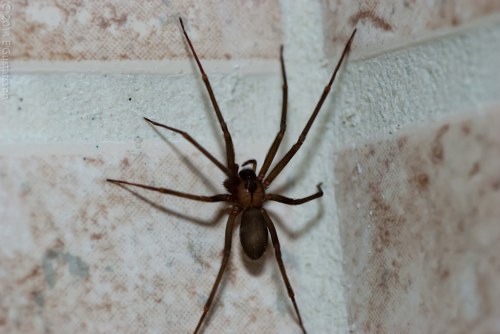 A brown spider with long legs is positioned in the corner of a tiled wall.
