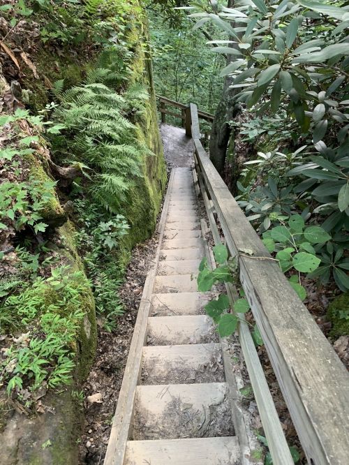 A wooden staircase descends through lush greenery and moss-covered rocks in a forested area.