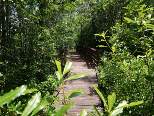 A wooden bridge surrounded by lush greenery in a forested area.