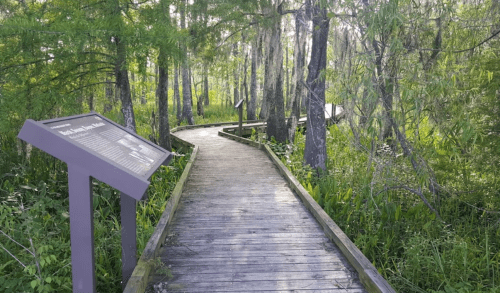 A wooden boardwalk winding through a lush green forest with informational signs along the path.