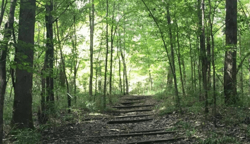 A serene forest path lined with trees, leading into a bright, green, sunlit clearing.