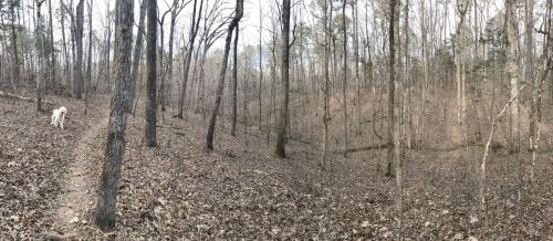 A dog walks along a leaf-covered trail in a wooded area with bare trees and a gentle slope in the background.