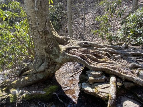 A large tree with exposed roots and carved markings, surrounded by rocks and forest undergrowth.