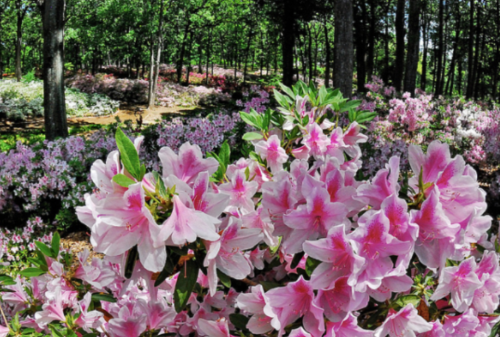 A vibrant display of pink azalea flowers in a lush green forest setting.
