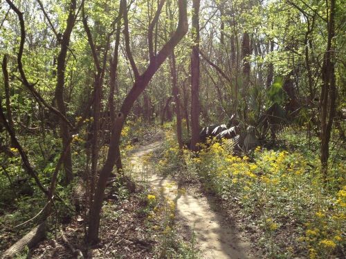 A sunlit forest path surrounded by green trees and vibrant yellow wildflowers.