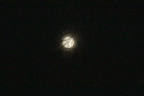 A bright full moon partially obscured by dark branches against a black night sky.