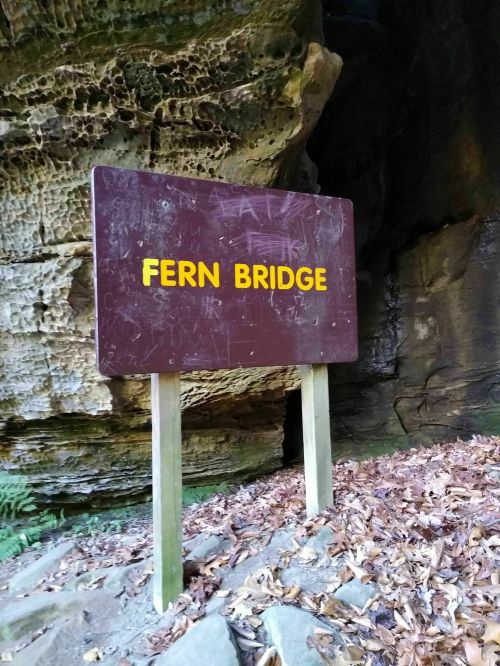 Sign reading "FERN BRIDGE" in yellow letters, set against a rocky background with fallen leaves on the ground.