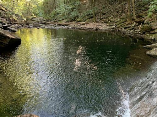 A serene forest scene featuring a calm, reflective pool of water surrounded by lush greenery and rocks.
