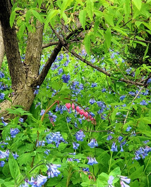 A vibrant scene of blue and pink flowers surrounded by lush green foliage and tree branches.
