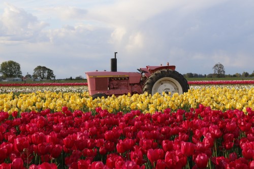 A red tractor amidst vibrant fields of red, yellow, and white tulips under a cloudy sky.