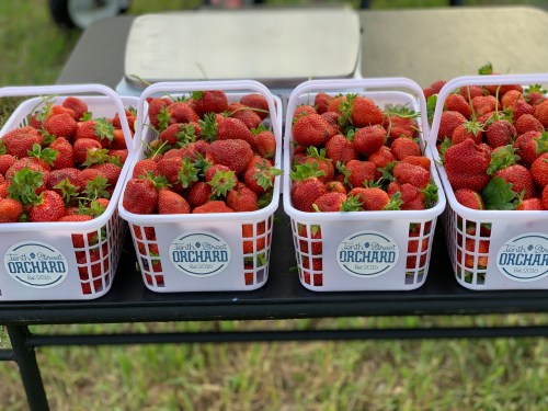 Four baskets filled with fresh, ripe strawberries on a table at an orchard.