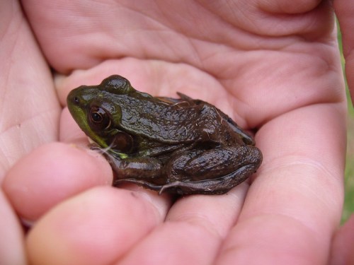 A small green frog resting in the palm of a hand, showcasing its smooth skin and large eyes.