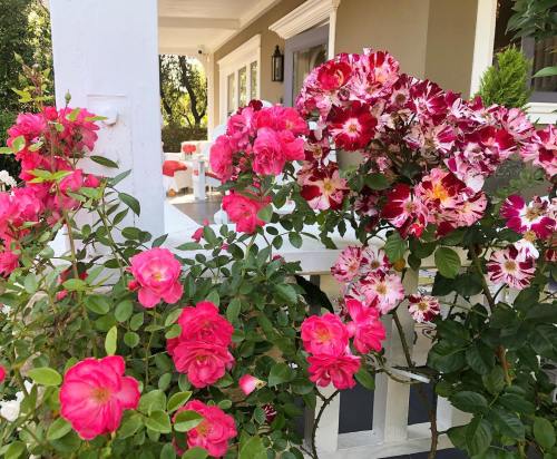 A vibrant display of pink and multicolored roses blooming near a white porch.