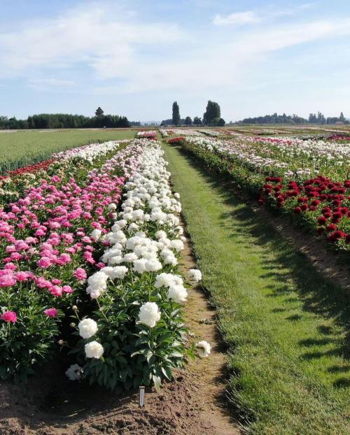 A vibrant flower field with rows of pink, white, and red blooms under a clear blue sky.