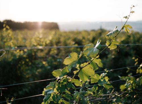 Sunlight filters through green grapevines in a vineyard, with rows stretching into the distance.