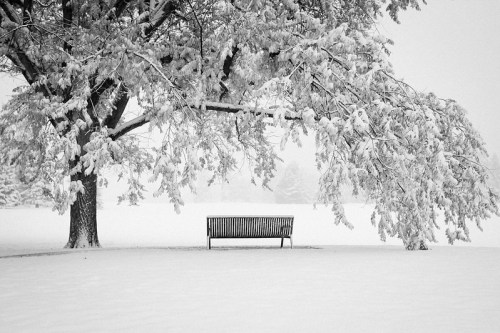 A snow-covered park scene featuring a bench under a large, snow-laden tree. The landscape is serene and monochromatic.