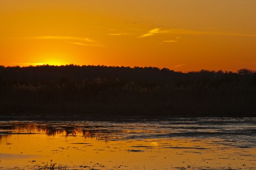 A serene sunset over a calm lake, with silhouettes of trees and birds flying in the orange sky.
