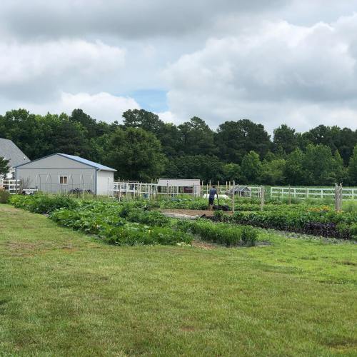 A lush garden with various plants and a person tending to the crops, surrounded by trees and a shed in the background.