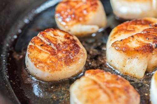 Close-up of seared scallops in a skillet, showcasing a golden-brown crust and juicy texture.