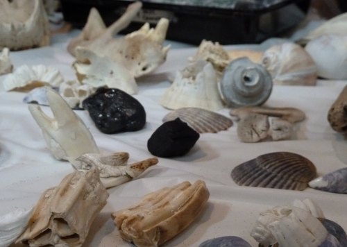 A variety of seashells and marine fossils scattered on a surface, showcasing different shapes and textures.