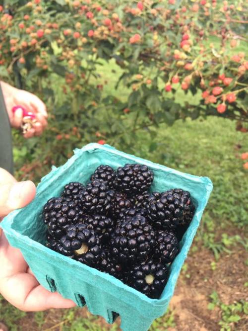 A hand holding a green container filled with ripe blackberries, with a berry bush in the background.