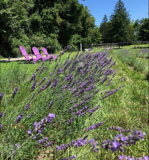 A field of lavender with purple flowers in the foreground and pink chairs in the background under a clear blue sky.