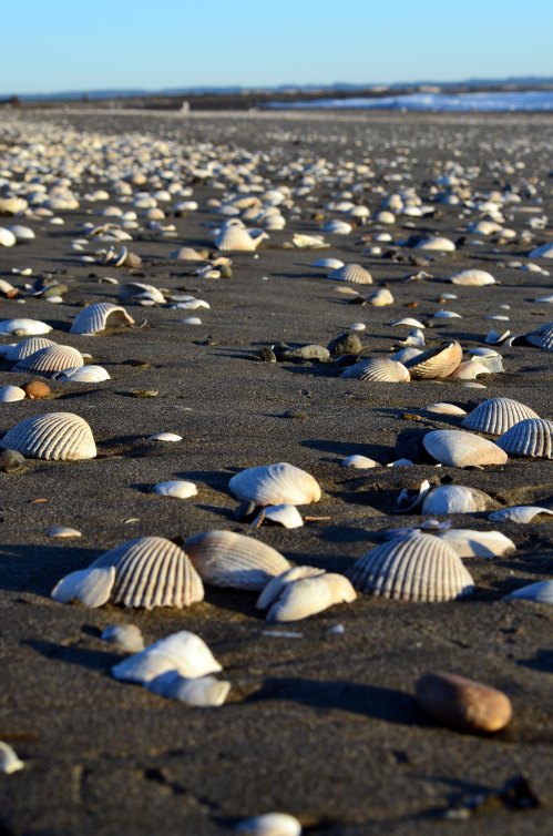 A sandy beach scattered with various seashells under a clear blue sky.
