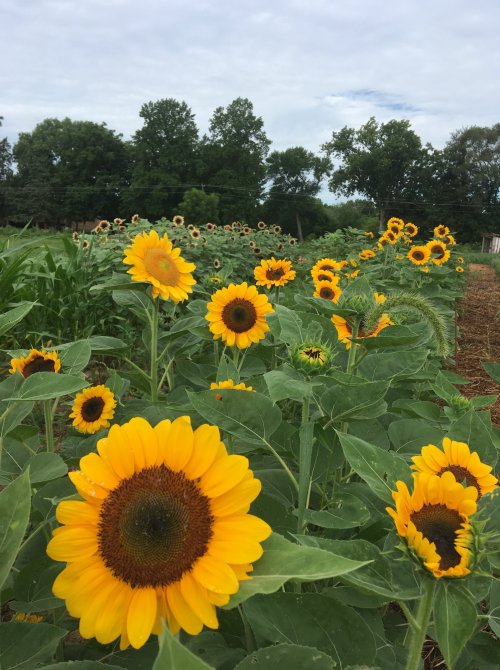 A vibrant field of sunflowers in full bloom, stretching towards a cloudy sky, with greenery in the background.