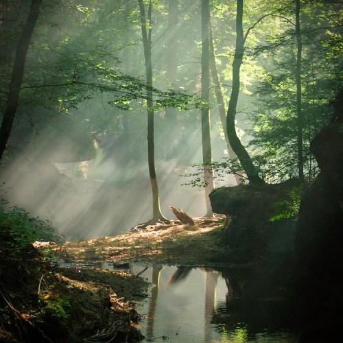 Sunlight streams through trees in a misty forest, reflecting on a calm stream surrounded by lush greenery.