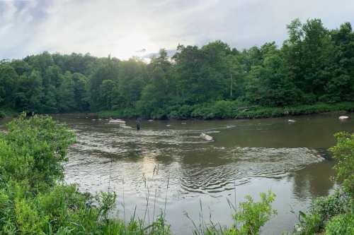 A serene river scene surrounded by lush green trees under a cloudy sky, with gentle ripples on the water's surface.