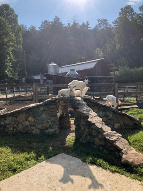 Three goats play on a stone structure in a sunny farmyard, with a barn and trees in the background.