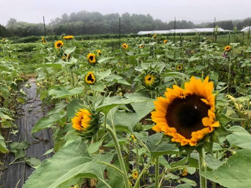 A field of sunflowers in various stages of bloom, surrounded by lush greenery and a misty background.